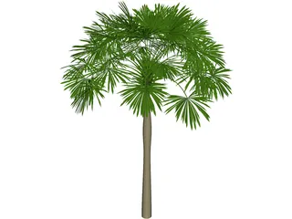 Sabal Palmetto 3D Model preview