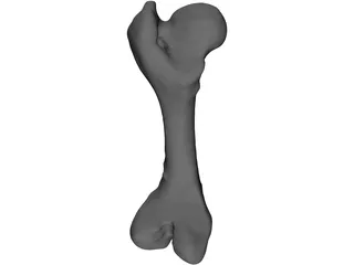 Porcine Femur 3D Model preview