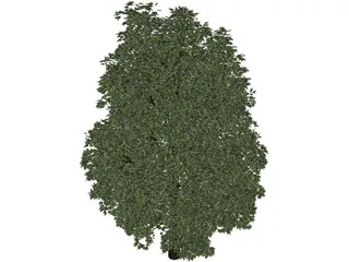 Maple Tree 3D Model preview