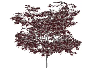 Japanese Maple Tree 3D Model preview