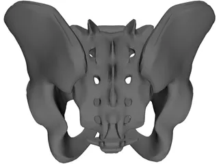Pelvis and Sacrum 3D Model preview