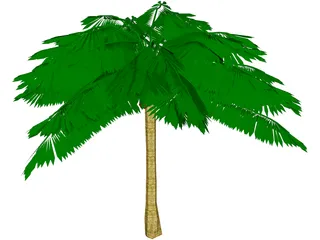 Palm Tree 3D Model preview
