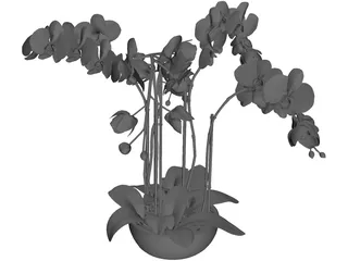 Orchid 3D Model preview