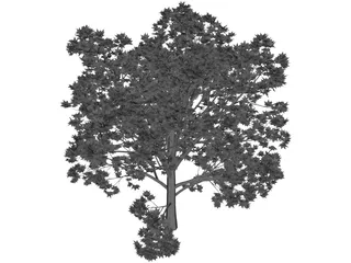Oak Tree 3D Model preview