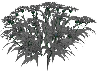 Centaurea Montana 3D Model preview