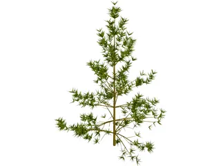 Pine Tree 3D Model preview