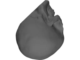 Skull Hollowed 3D Model preview