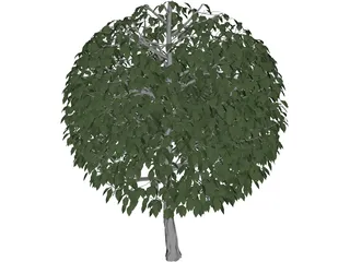 Tree 3D Model preview