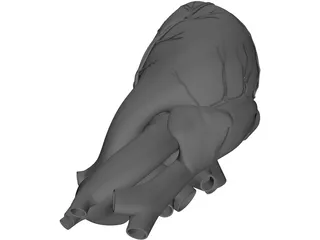 Heart Human 3D Model preview