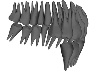 Teeth 3D Model preview