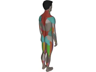 Human Male Complete Anatomy 3D Model preview