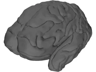 Brain 3D Model preview