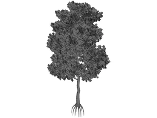 Pinus Coulteri Tree 3D Model preview