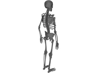 Skeleton Human Male 3D Model preview