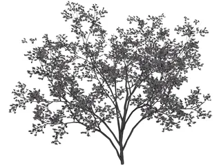 Cercis Siliquastrum Tree 3D Model preview