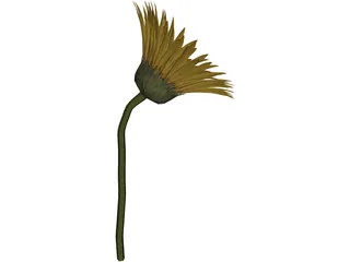 Sunflower 3D Model preview