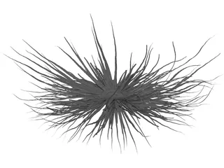 Bacteria 3D Model preview