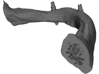 Dental Jaw 3D Model preview