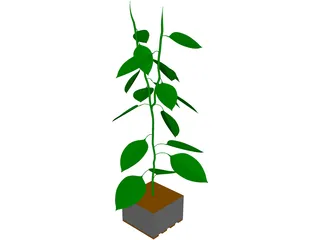 Bell Pepper Plant 3D Model preview