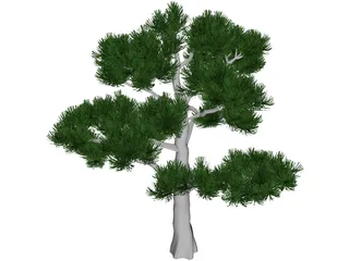 Pine Tree 3D Model preview