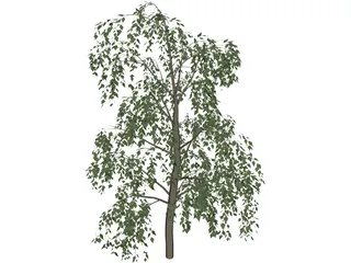 Birch Tree 3D Model preview
