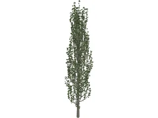 Cypress Tree 3D Model preview