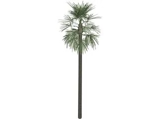 Tree Palm Fan 3D Model preview