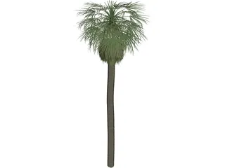 Tree Palm Washingtonia 3D Model preview