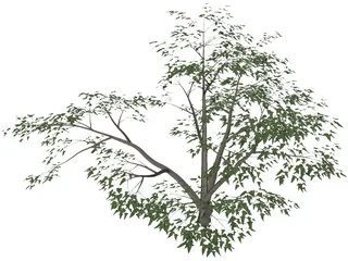 Mesquite Tree 3D Model preview