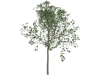 Magnolia Tree 3D Model preview