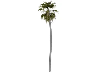 Tree Palm 3D Model preview