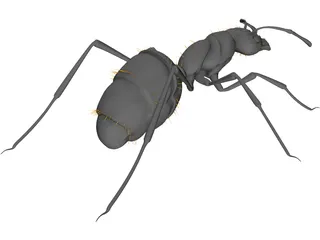 Ant Black 3D Model preview