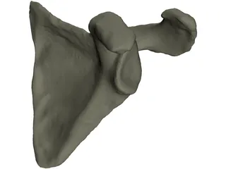 Scapula 3D Model preview