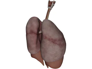 Human Respiratory System 3D Model preview