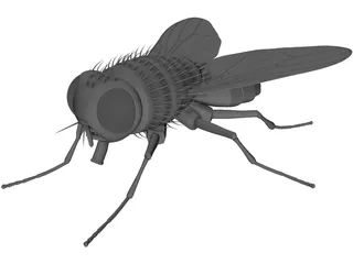 House Fly 3D Model preview