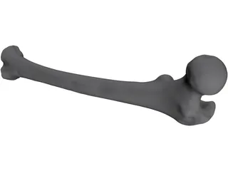 Femur Bone Man 3D Model preview