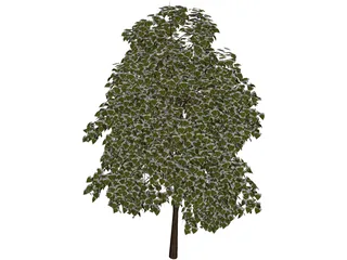 Pine Wood Tree 3D Model preview