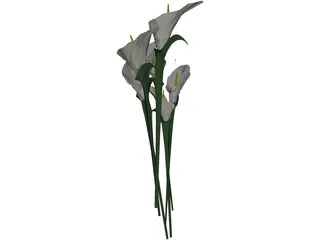 Arum Flower 3D Model preview