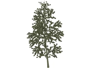 Pioppo Cipressino 3D Model preview
