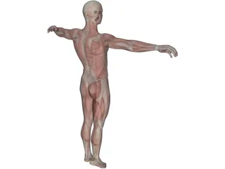 Human Body with Muscles 3D Model preview