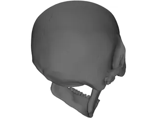 Skull Human 3D Model preview