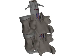 Vertebra 3D Model preview