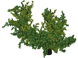 Oak Tree 3D Model preview