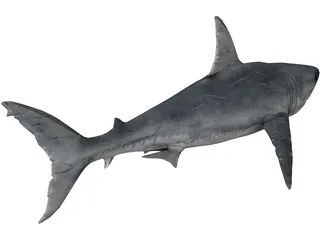 Great White Shark 3D Model preview