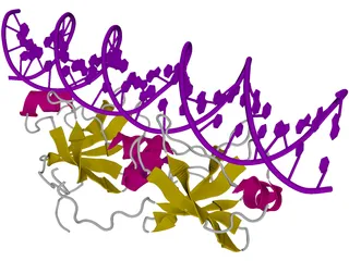 DNA 3D Structure 3D Model preview