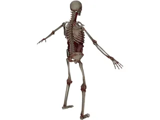 Skeleton with Internal Organs 3D Model preview