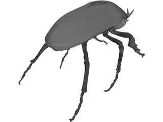 African Rose Beetle 3D Model preview