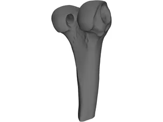 Human Knee 3D Model preview