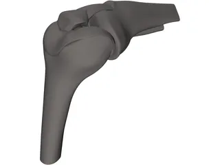 Knee Joint Human 3D Model preview