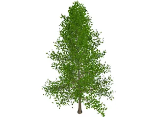 Black Tupelo (Nyssa Sylvatica) 3D Model preview